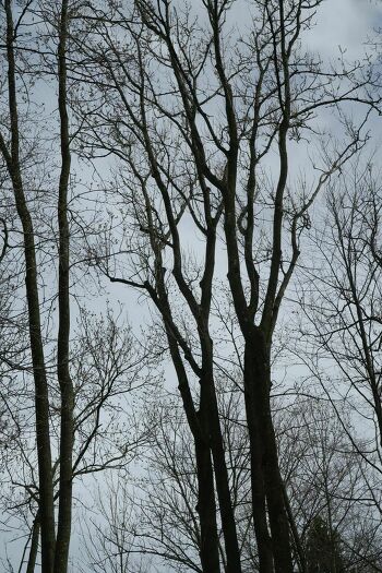 Fahrt zum Waldgarten Au (Gedenkwald)