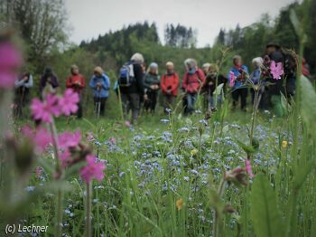 Botanische Wanderung zu Bergblumen, Heilkräutern und Giftpflanzen