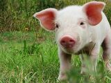 Heuduft und Schweine-Schnäuzchen - Familiennachmittag auf dem Bio-Hof