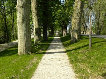 Bäume in der Stadt - Ein Rundgang zwischen Natur und Kernzonen der Stadt