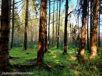 Der Wald tut gut - Waldgesundheitstraining für Herz & Seele