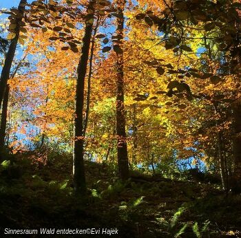 Sinnesraum Wald entdecken - Fortbildung zur Waldpädagogik
