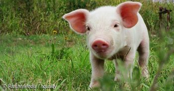 Heuduft und Schweine-Schnäuzchen - Familiennachmittag auf dem Bio-Hof